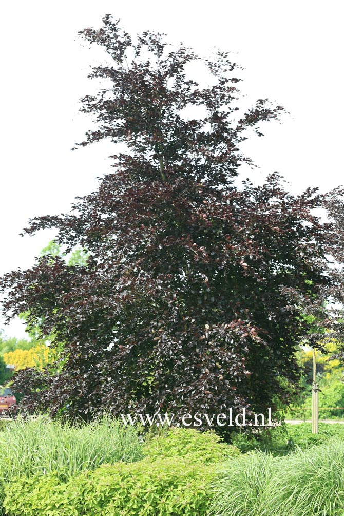Fagus sylvatica 'Purpurea Latifolia'