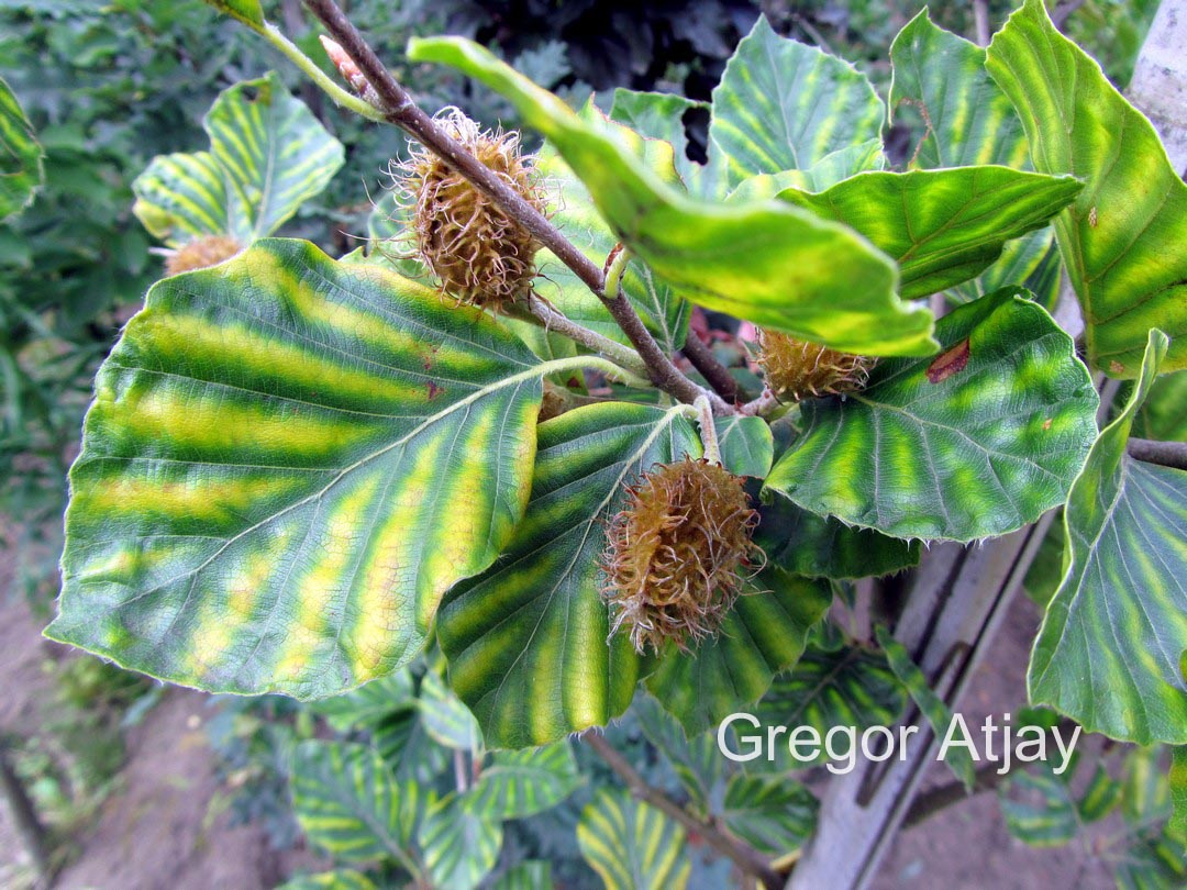 Fagus sylvatica 'Striata'