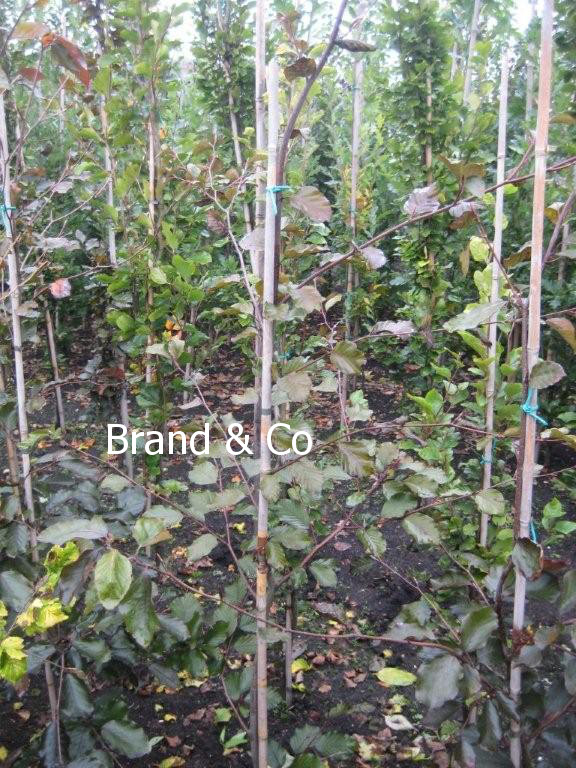 Fagus sylvatica 'Swat Magret'