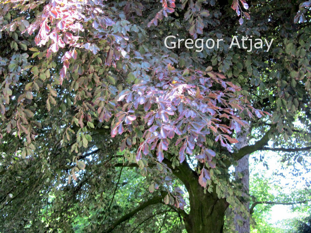 Fagus sylvatica 'Tricolor'
