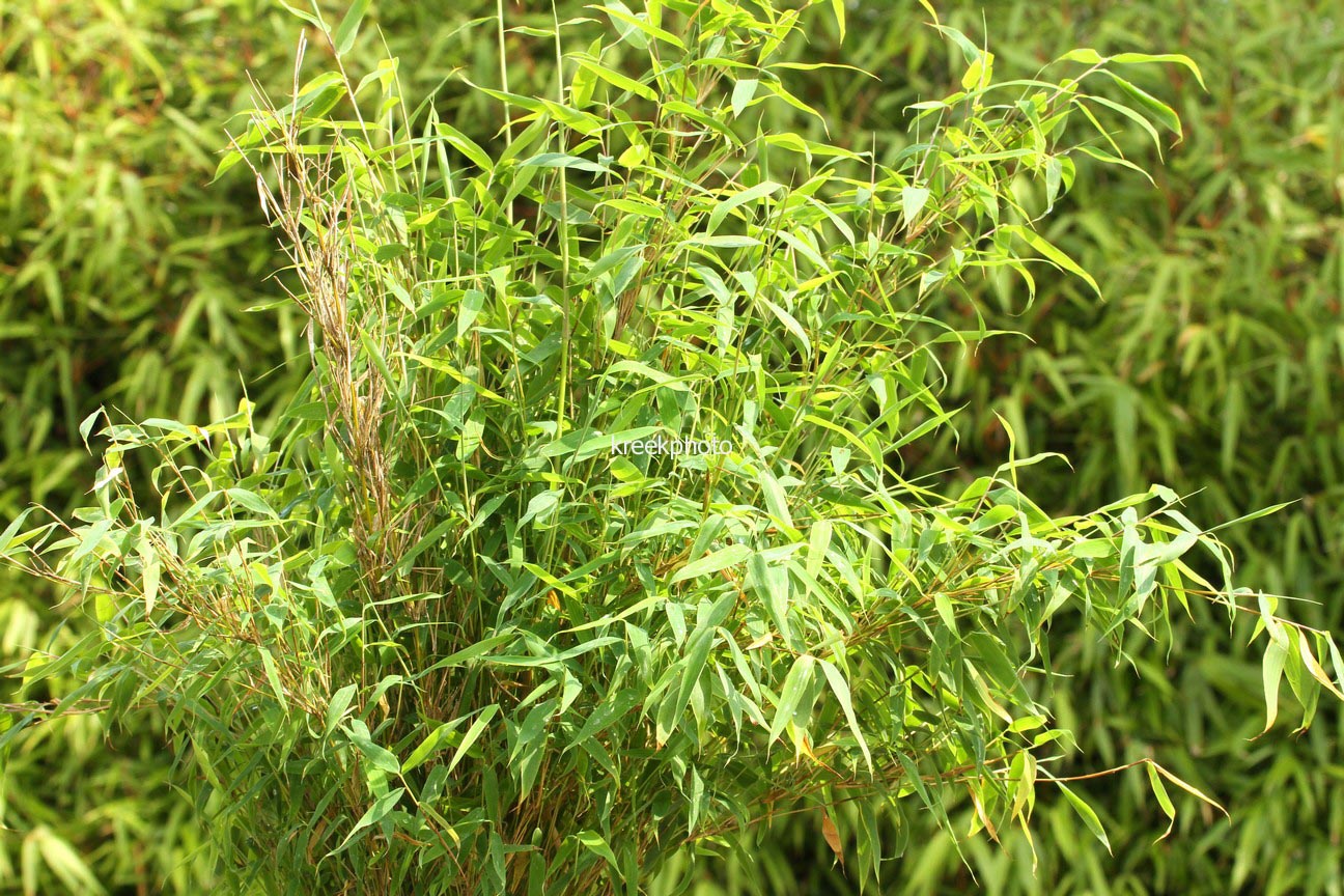 Fargesia murieliae 'Joi'