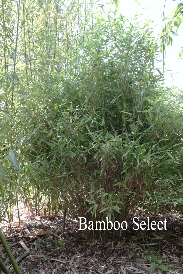 Fargesia murieliae 'Jumbo'