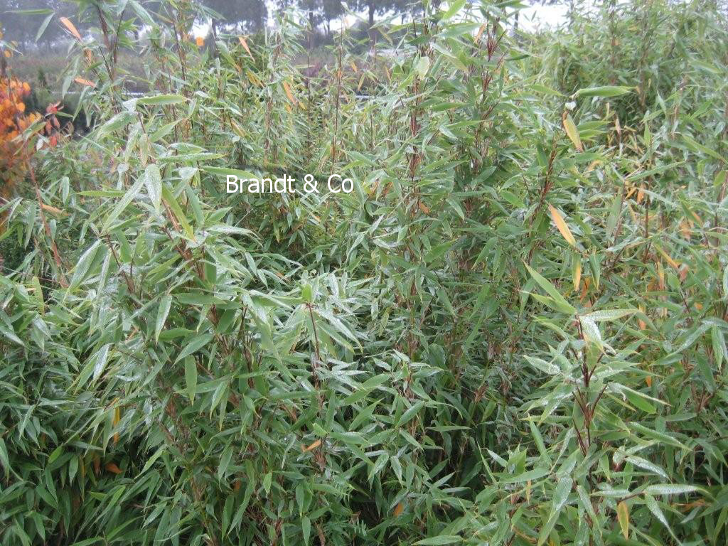 Fargesia murieliae 'Kaiser'