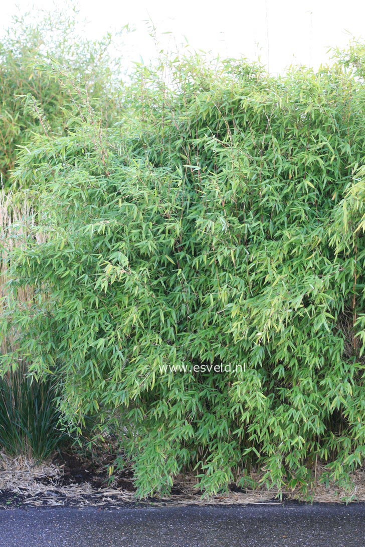 Fargesia murieliae 'Vampire'