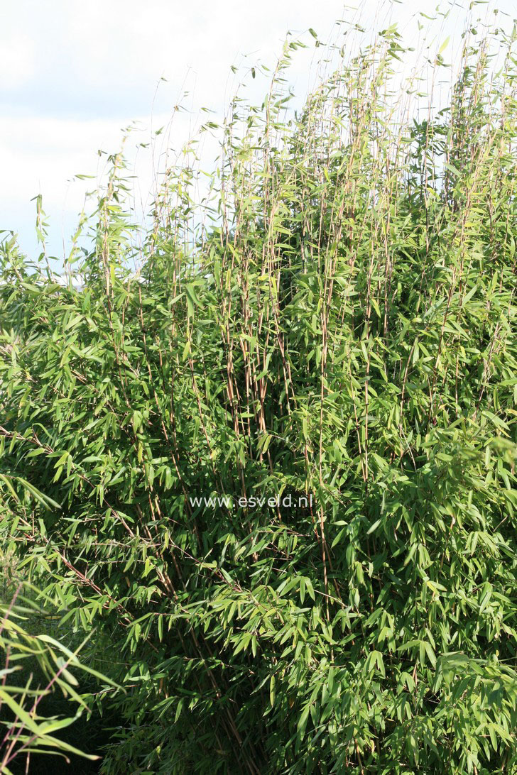Fargesia nitida 'Pillar'