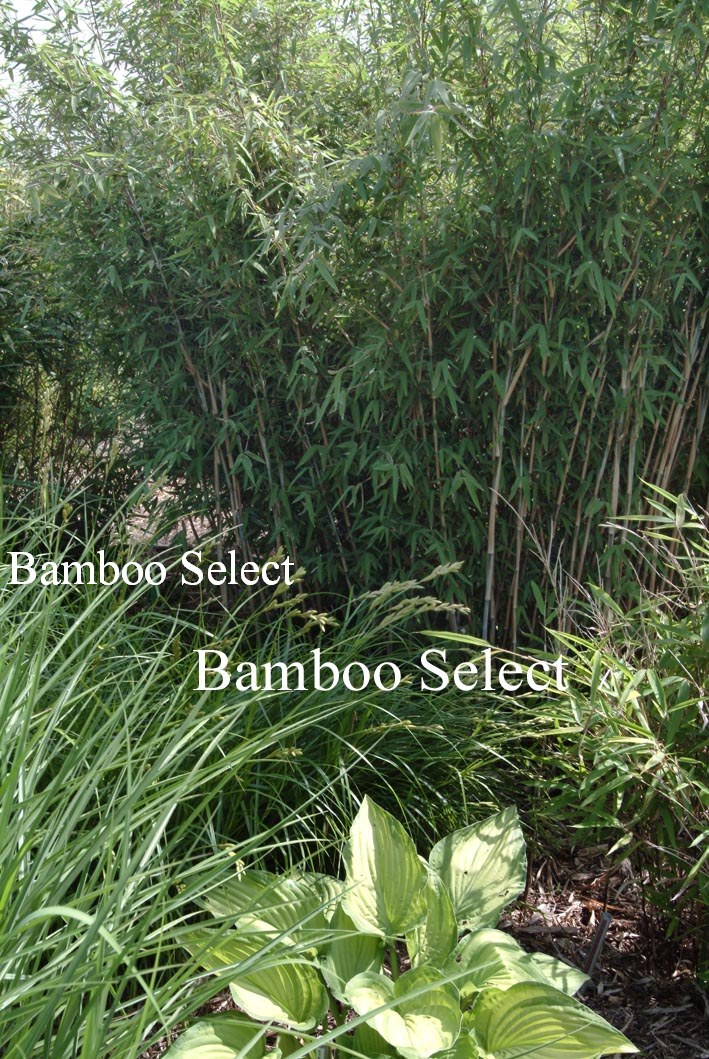 Fargesia nitida 'Wakehurst'