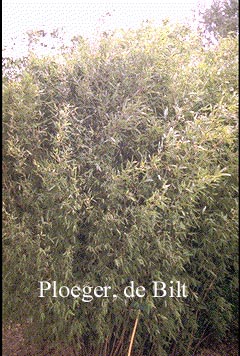 Fargesia nitida (nieuwe generatie)