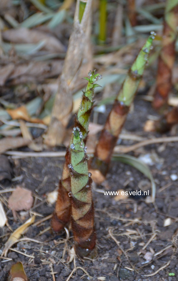 Fargesia robusta 'Campbell'