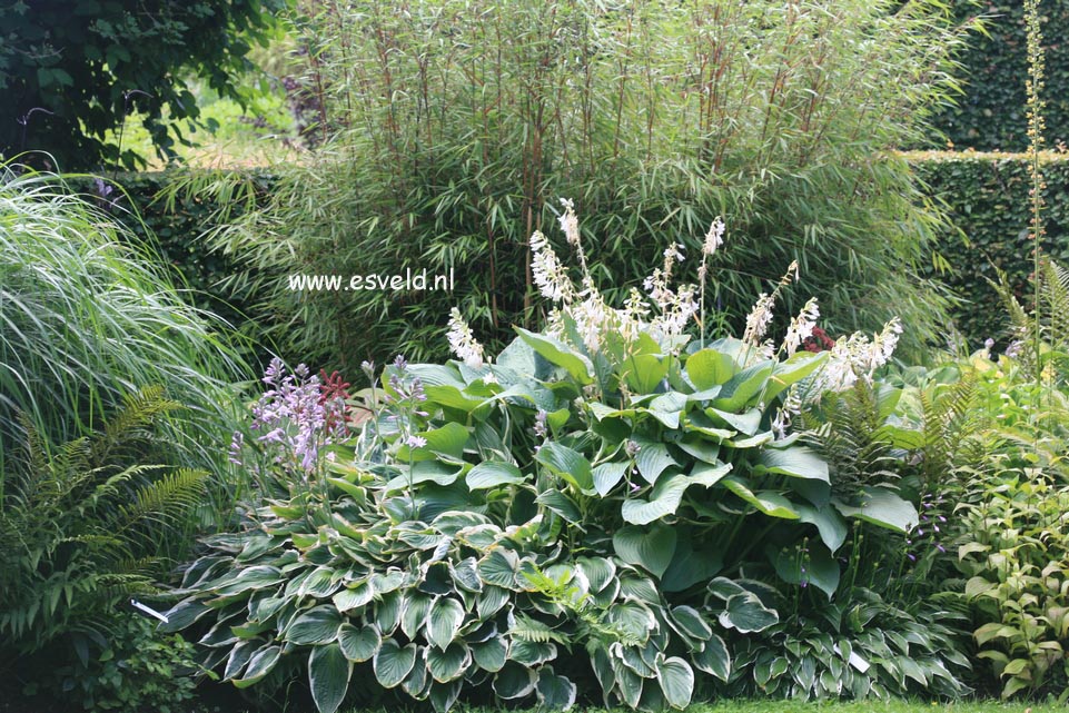 Fargesia scabrida 'Asian Wonder'