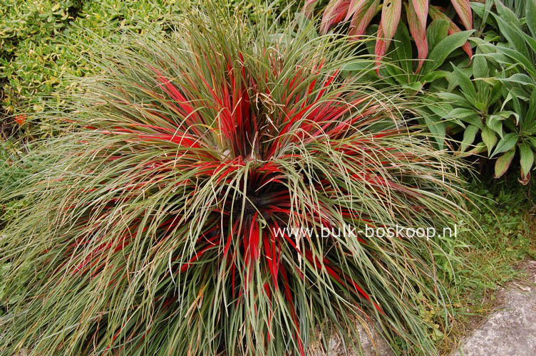 Fascicularia bicolor