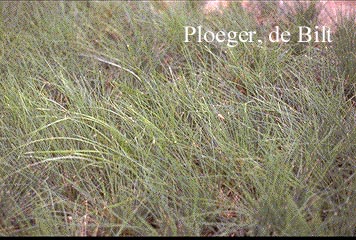 Festuca glauca 'Harz'