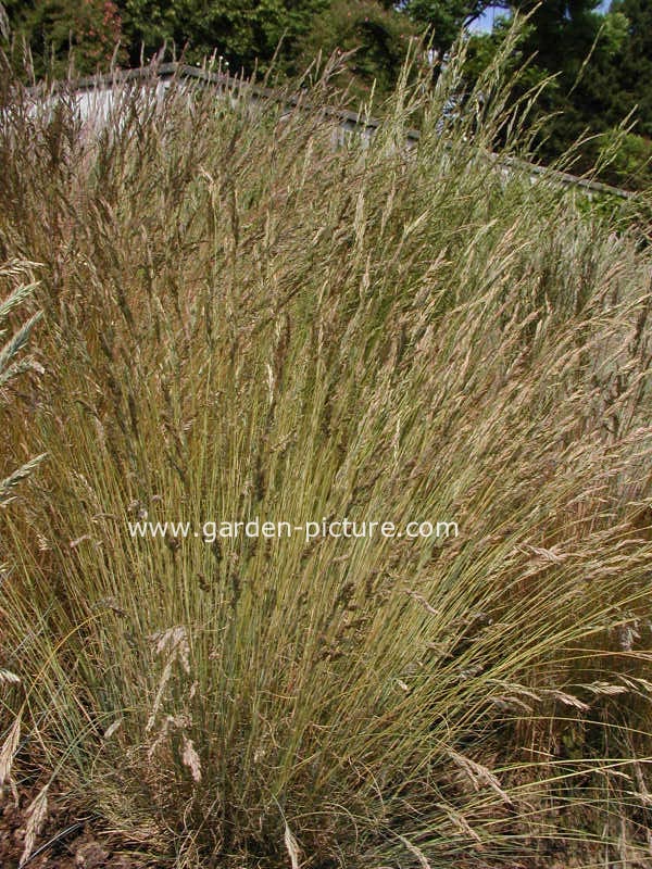 Festuca valesiaca 'Glaucantha'