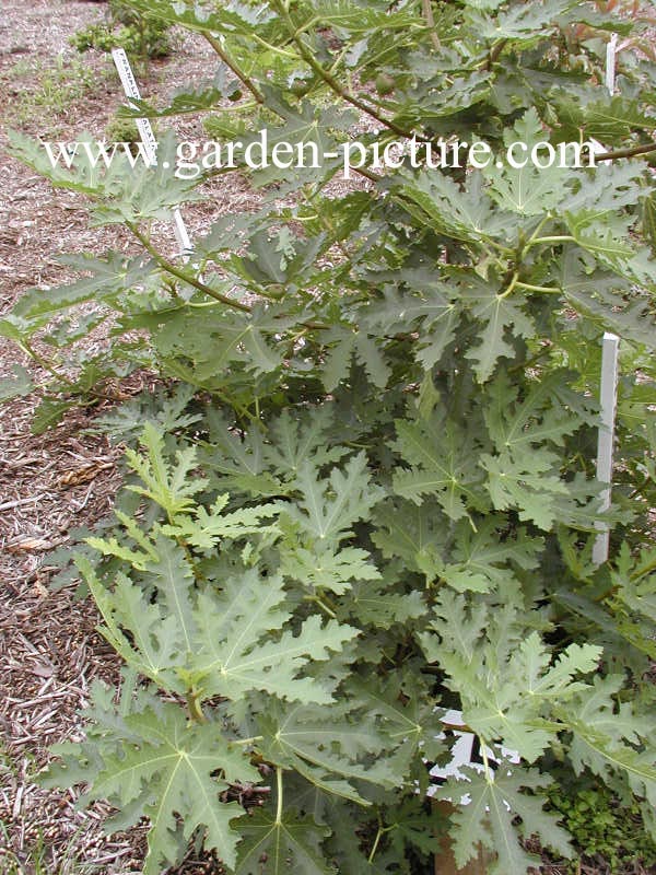 Ficus carica 'Icecrystal'