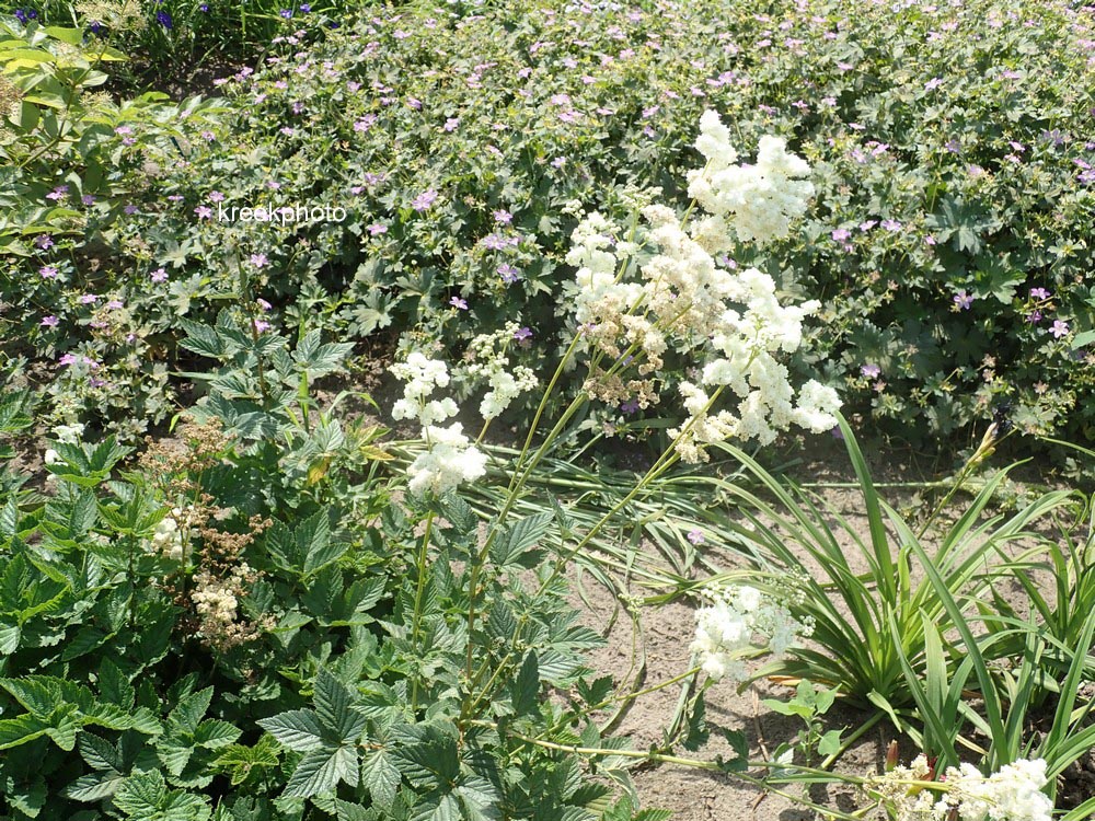 Filipendula ulmaria 'Plena'