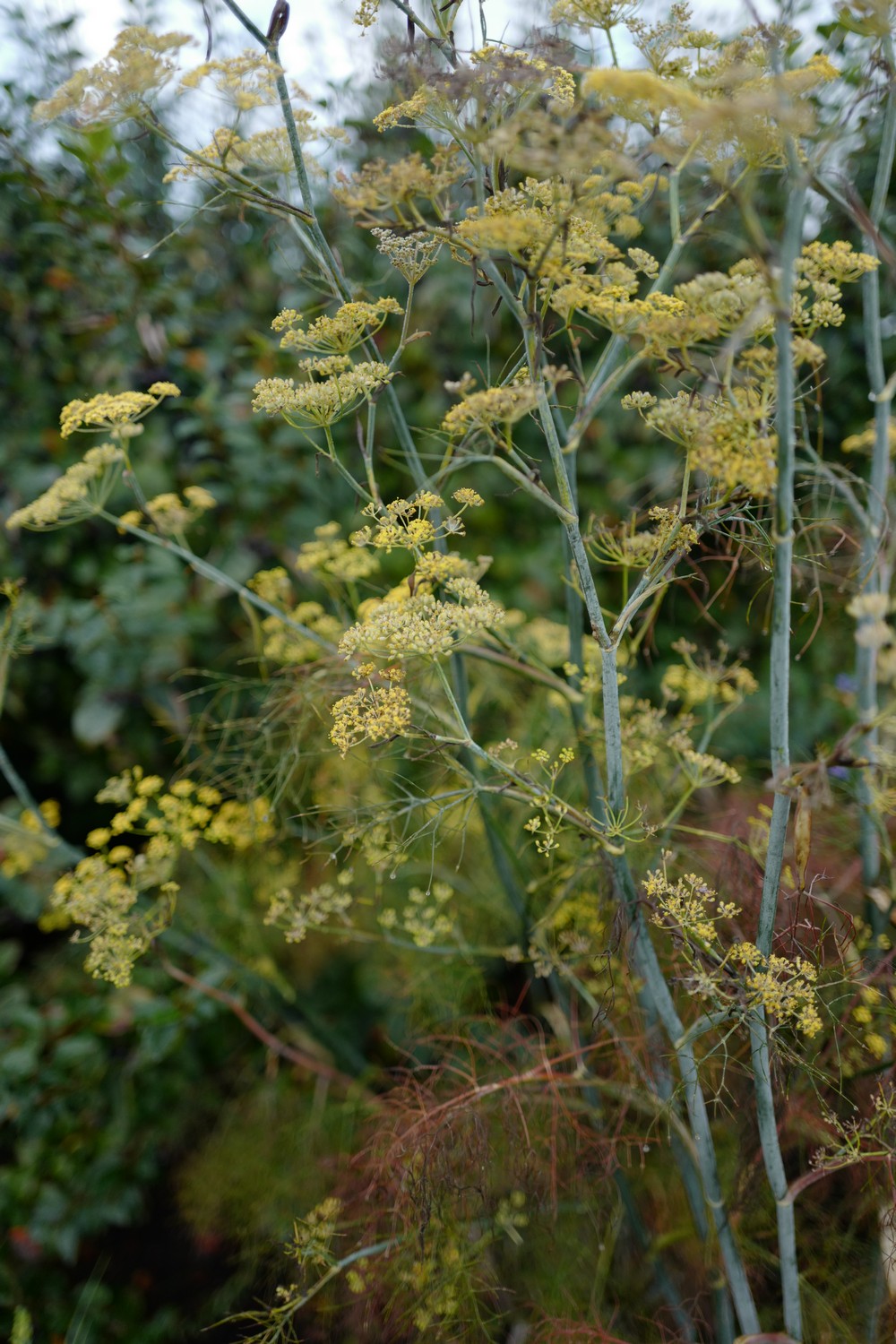 Foeniculum vulgare