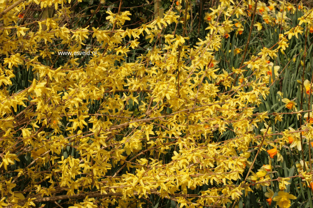 Forsythia 'Maluch'