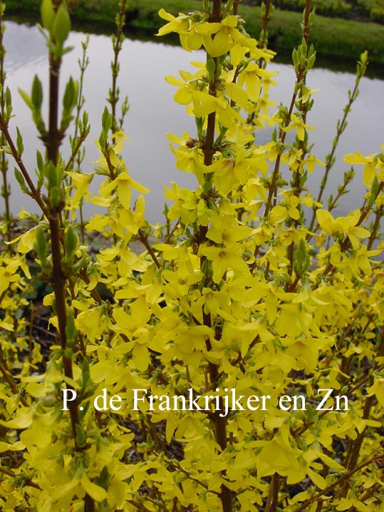 Forsythia intermedia 'Courtalyn' (WEEKEND)