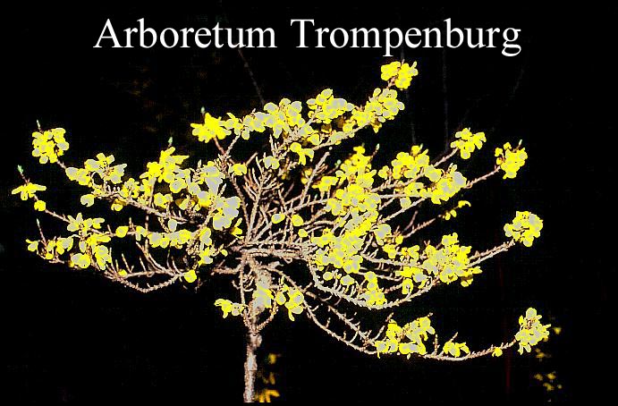 Forsythia intermedia 'Paulina'