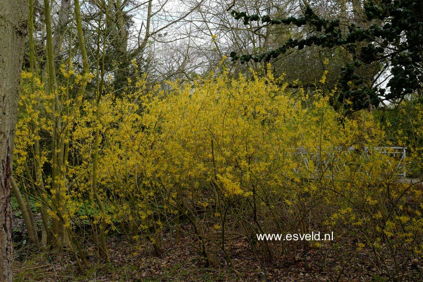 Forsythia intermedia 'Spring Glory'
