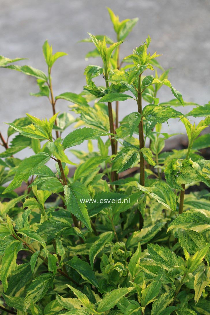 Forsythia intermedia 'Variegata'