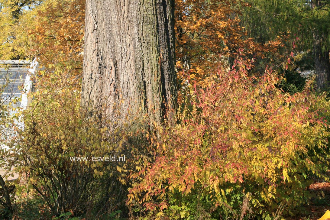Forsythia intermedia