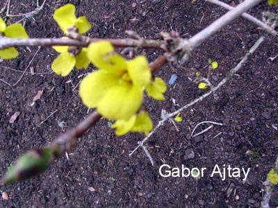 Forsythia ovata 'Tetragold'