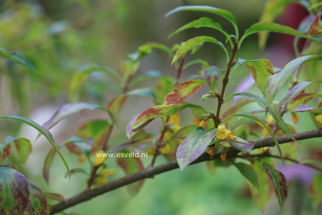 Forsythia viridissima 'Kumson'