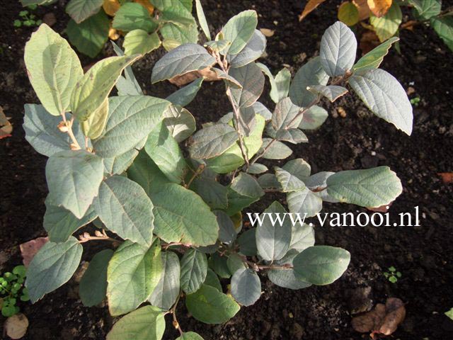 Afbeeldingen en beschrijving van Fothergilla gardenii Blue Mist - www