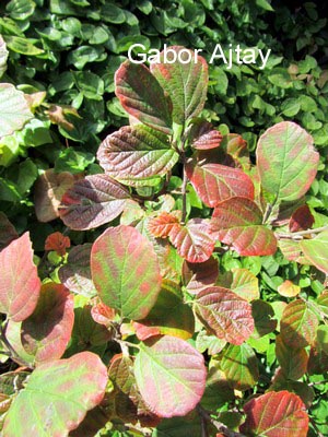Fothergilla gardenii 'Suzanne'