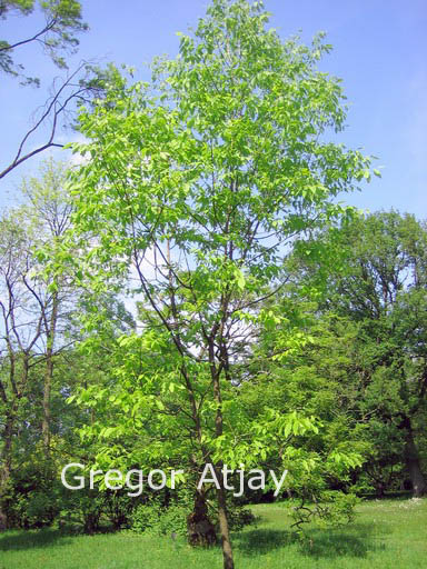 Fraxinus americana microcarpa