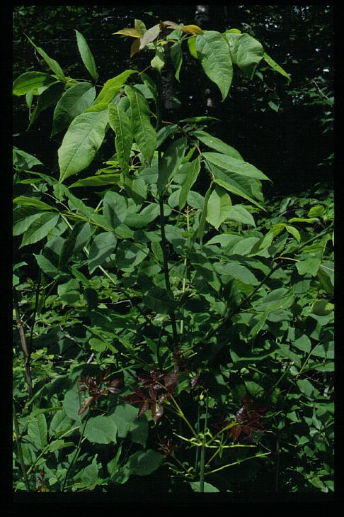 Fraxinus americana