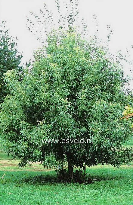 Fraxinus angustifolia 'Elegantissima'