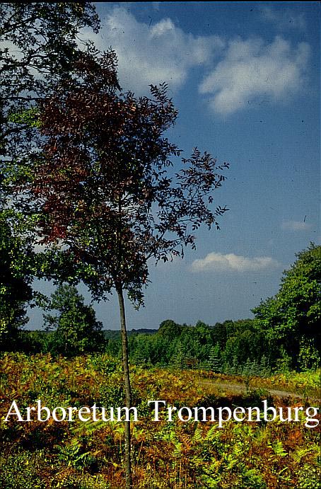 Fraxinus angustifolia 'Raywood'
