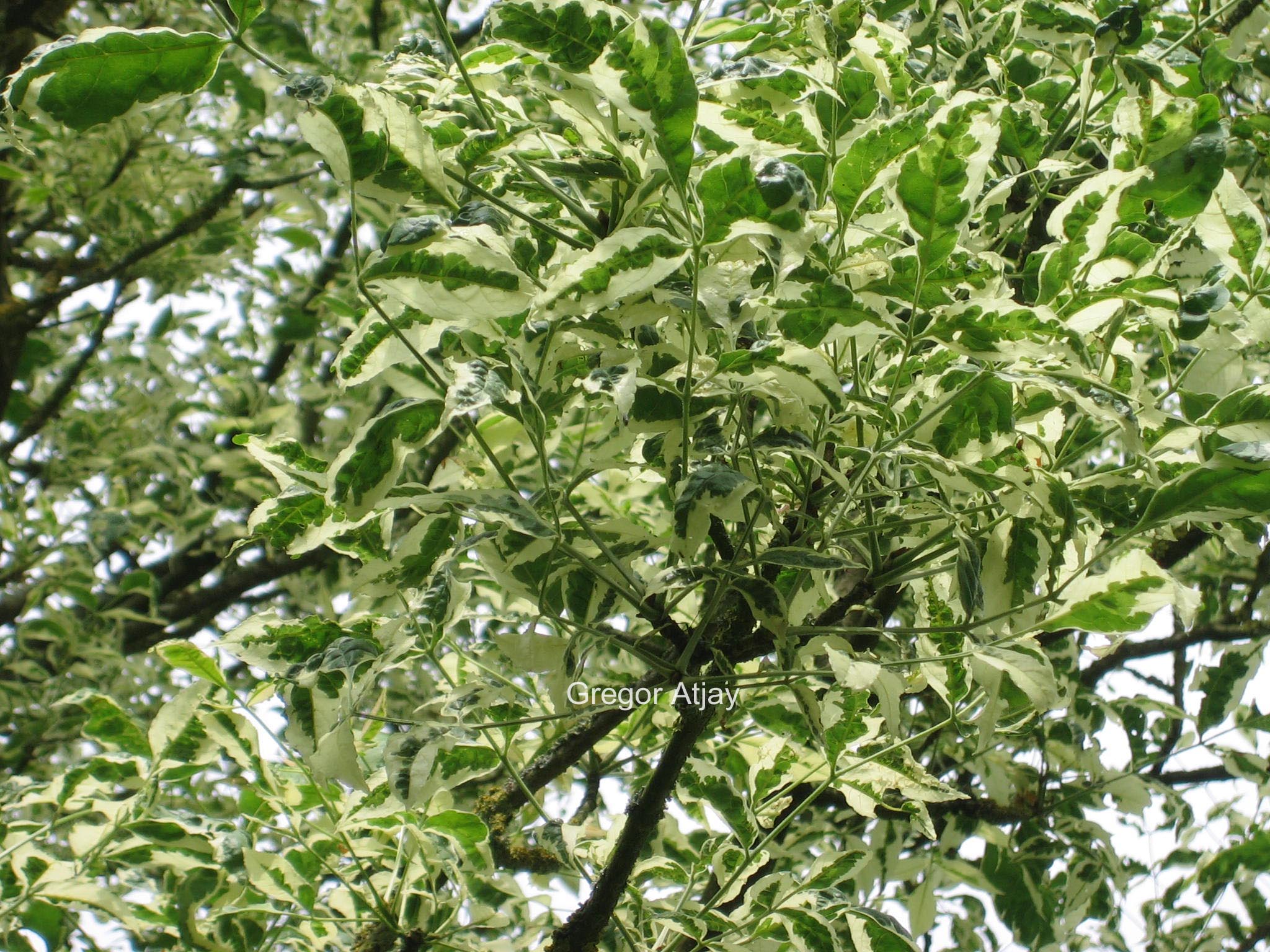 Fraxinus excelsior 'Argenteovariegata'