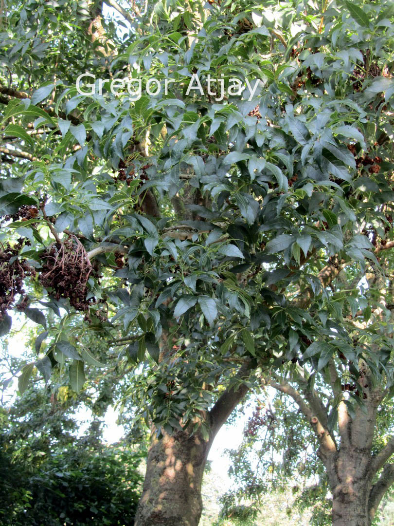 Fraxinus excelsior 'Atlas'