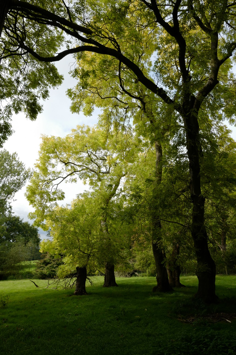 Fraxinus excelsior 'Jaspidea'