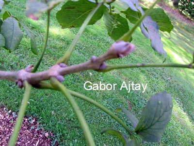 Fraxinus mandshurica