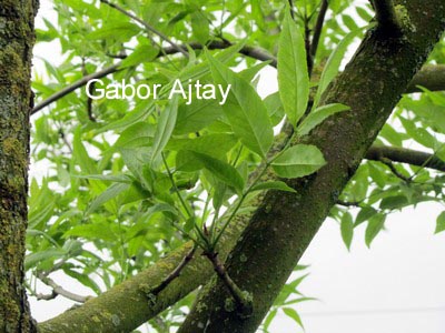 Fraxinus pennsylvanica 'Summit'