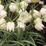 Fritillaria meleagris 'Alba'