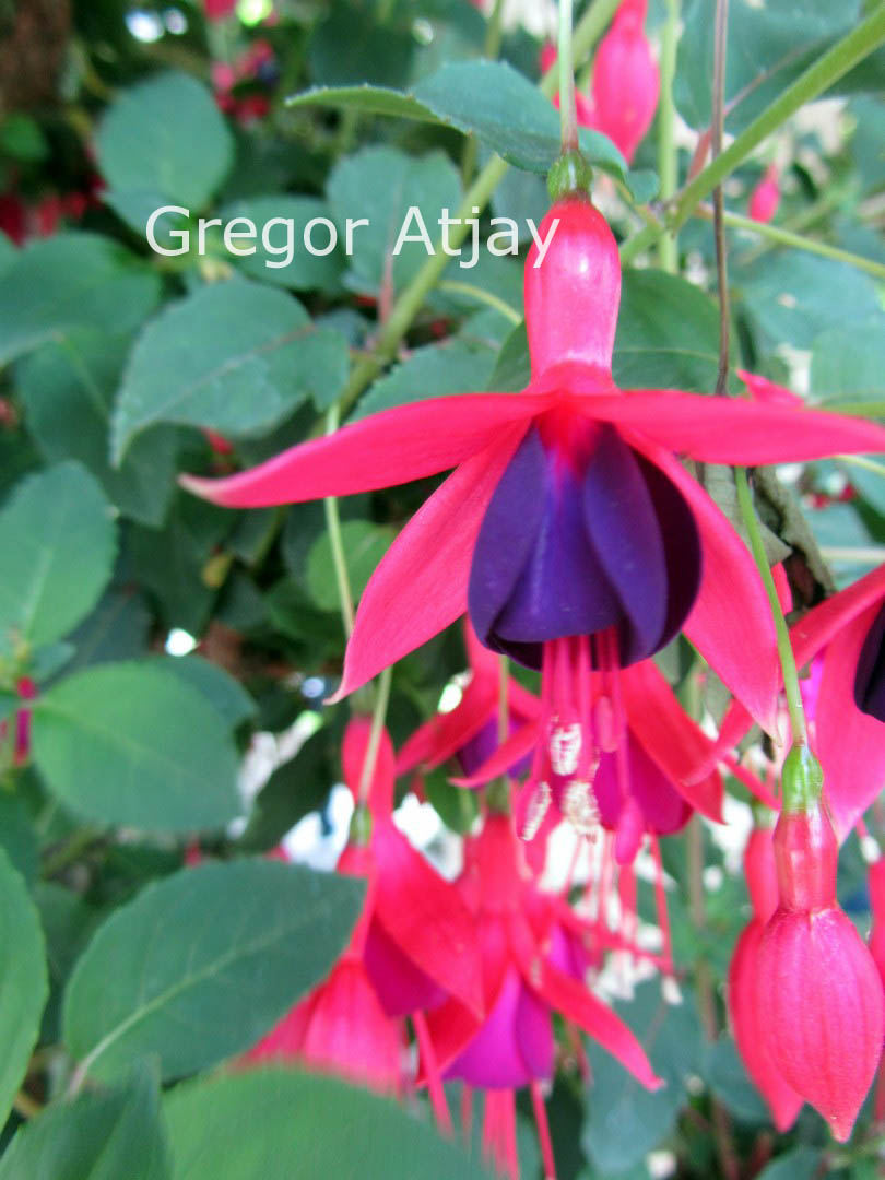 Fuchsia 'Mrs. Popple'