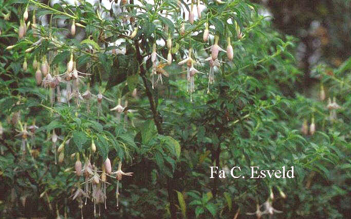 Fuchsia magellanica 'Alba'