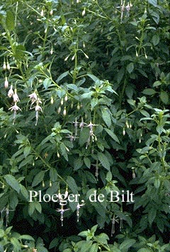 Fuchsia magellanica 'Variegata'