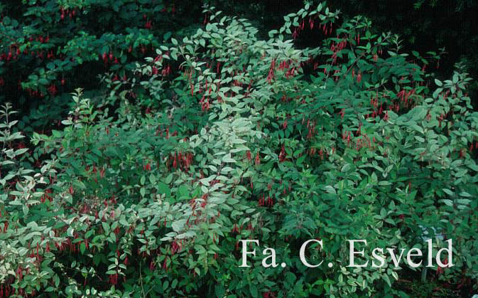 Fuchsia magellanica 'Versicolor'
