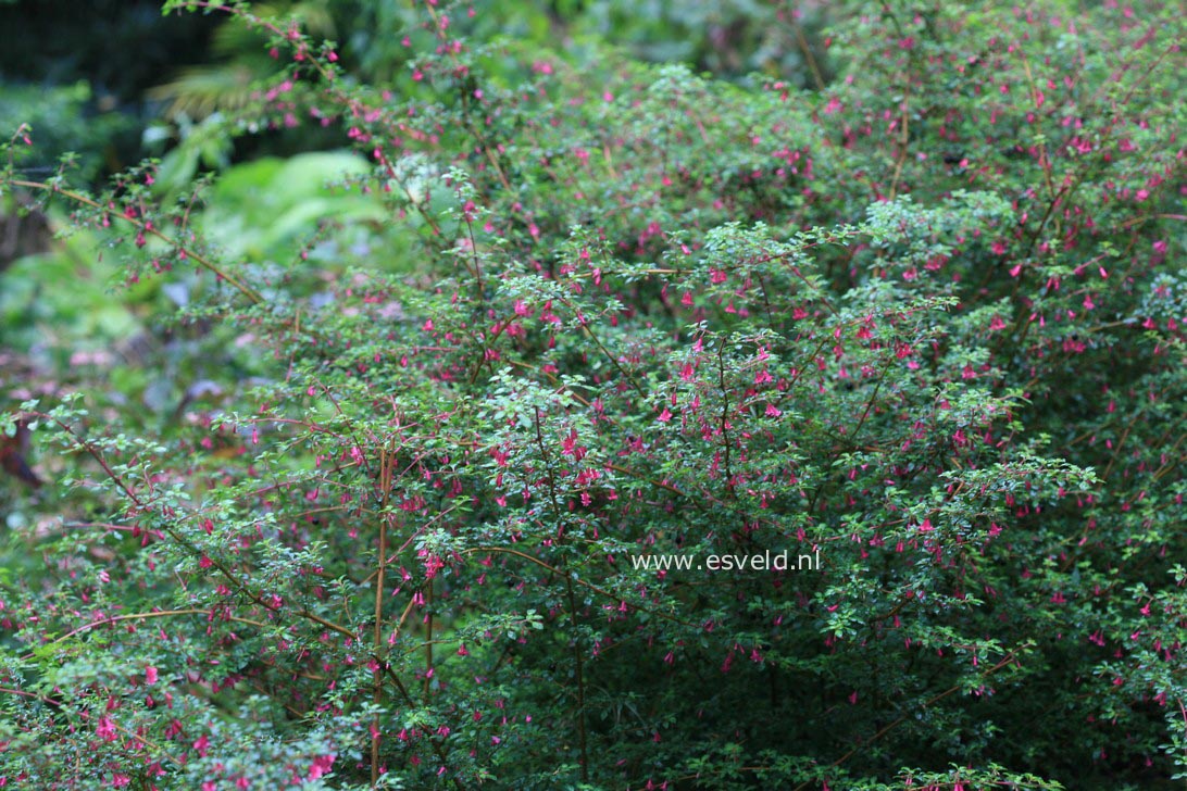 Fuchsia microphylla