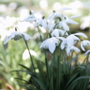 Galanthus nivalis 'Flore Pleno'