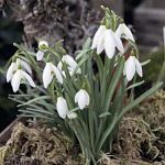 Galanthus nivalis