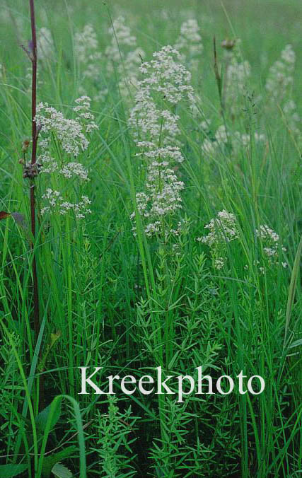 Galium boreale