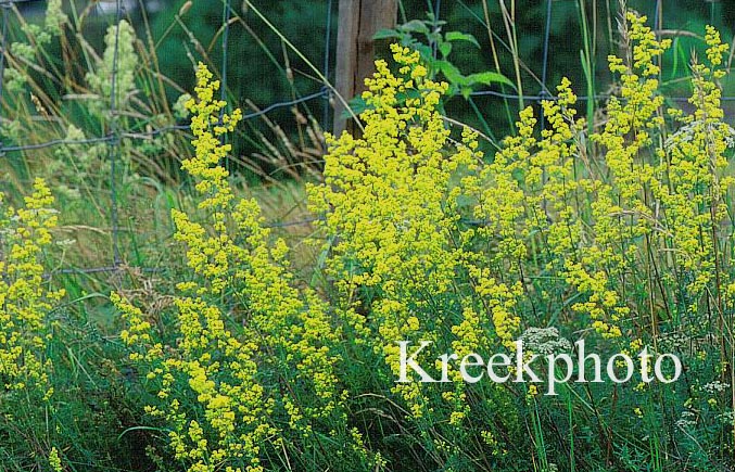 Galium verum