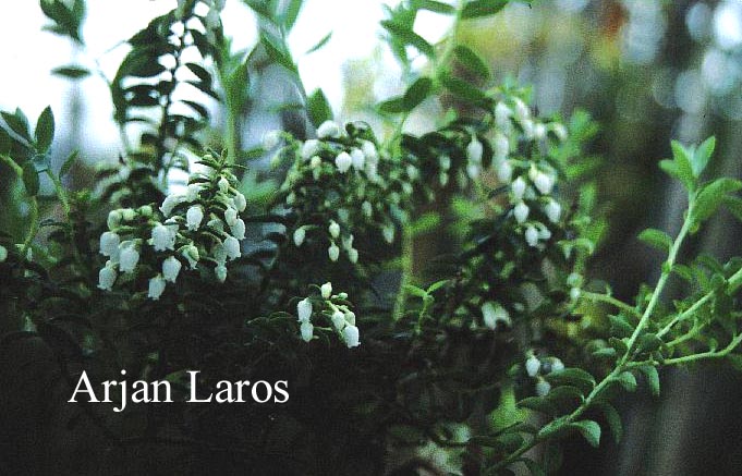 Gaultheria crassifolia