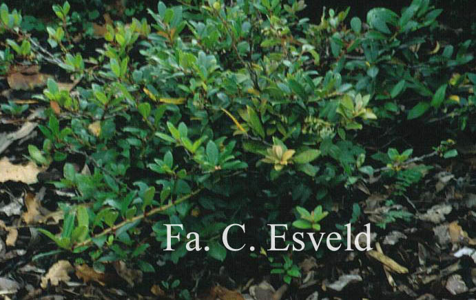Gaultheria insana